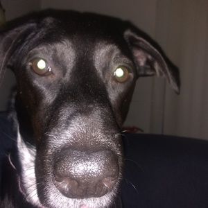 Meet your Posher, Bobbi